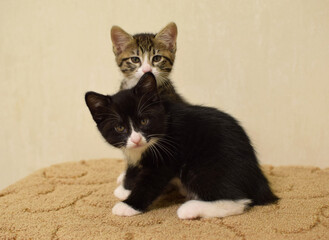 These cute, fluffy tabby and black-and-white kittens are domestic. These are Kurilian Bobtail kittens with short tails.