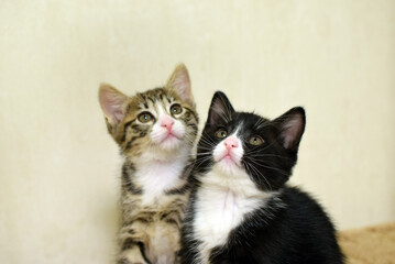 These cute, fluffy tabby and black-and-white kittens are domestic. These are Kurilian Bobtail kittens with short tails.
