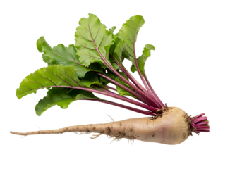 Freshly harvested golden beet root vegetable with vibrant green leaves and long taproot, isolated on transparent background