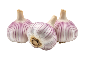 Three fresh bulbs of purplestriped garlic, one tilted forward to show the root end, isolated on transparent background