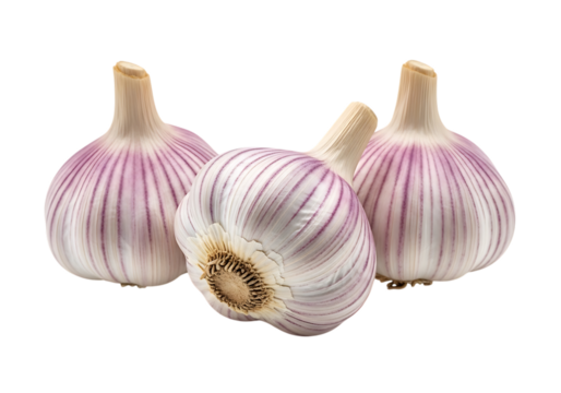 Three fresh bulbs of purplestriped garlic, one tilted forward to show the root end, isolated on transparent background