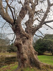 An old, gnarled tree