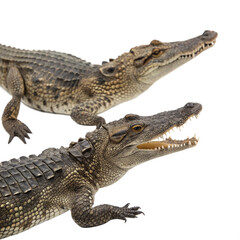 Fototapeta premium Realistic Crocodile Duo Showing Teeth and Scales
