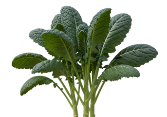 A vibrant bunch of fresh lacinato kale leaves with deeply textured, dark green foliage growing upwards, isolated on transparent background