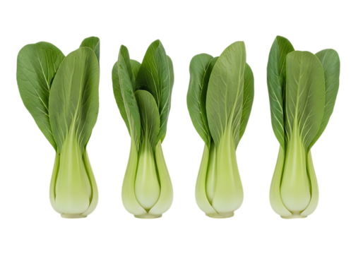 Four fresh heads of bok choy vegetable isolated on transparent background for healthy cooking and nutrition concepts