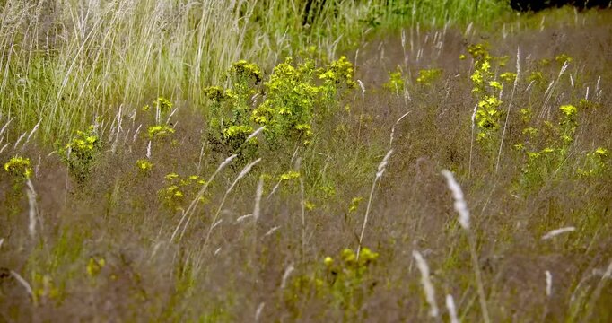 Miętnica (Agrostis L.) kołysząca się na wietrze wraz z kwitnącym dziurawcem (Hypericum perforatum L.).
Piękno falującej letniej łąki w popołudniowym słońcu to bogactwo traw, kwiat&oacute;w i kształt&oacute;w,