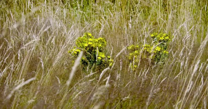 Miętnica (Agrostis L.) kołysząca się na wietrze wraz z kwitnącym dziurawcem (Hypericum perforatum L.).
Piękno falującej letniej łąki w popołudniowym słońcu to bogactwo traw, kwiat&oacute;w i kształt&oacute;w,