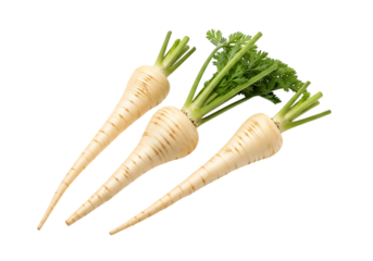 Three fresh parsnips with green leafy tops arranged diagonally isolated on transparent background