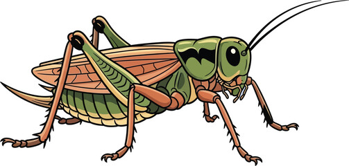 Green grasshopper vector illustration insect art wildlife design nature graphic entomology icon
