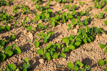 Young soybean plants sprouting in field during early growth stage