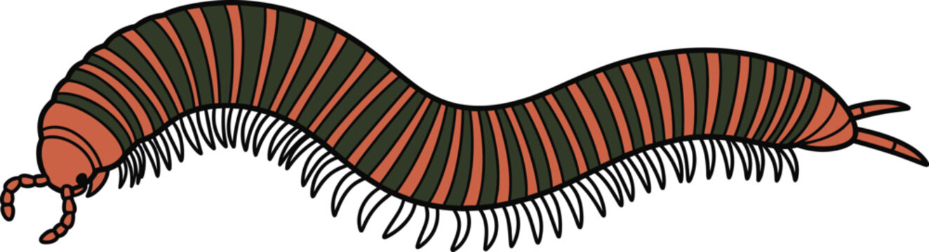 Cute cartoon millipede vector illustration striped insect art segmented creature design crawling arthropod graphic colorful bug icon educational animal drawing