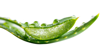 aloe vera - with an emphasis on naturalness, fertilization, aesthetics, looking behind the skin on a transparent background	