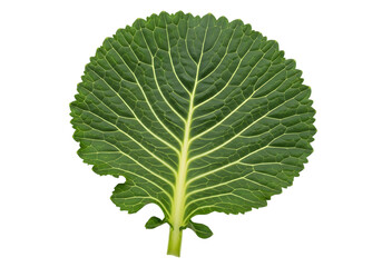 A single, vibrant green kale leaf with prominent veins, isolated on transparent background