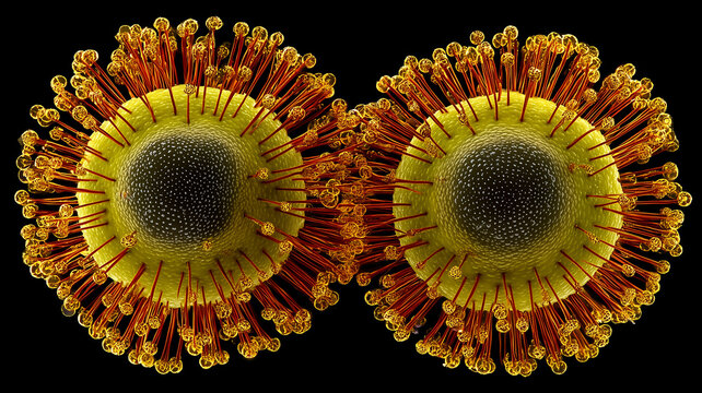 Microscopic spherical organisms forming a paired biological structure symbolizing cellular interaction and scientific exploration.
