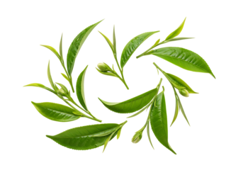 Fresh green tea leaves arranged in a circular pattern, isolated on transparent background
