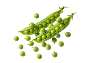 Two fresh green pea pods opened to reveal sweet peas scattered around them, isolated on transparent background