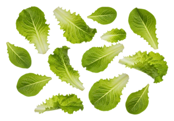 Assortment of fresh green romaine lettuce leaves scattered artfully on a clean transparent background for a healthy food presentation