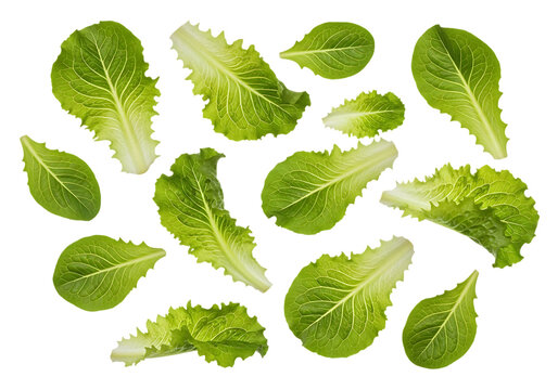 Assortment of fresh green romaine lettuce leaves scattered artfully on a clean transparent background for a healthy food presentation