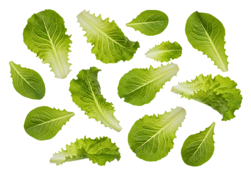 Assortment of fresh green romaine lettuce leaves scattered artfully on a clean transparent background for a healthy food presentation