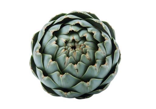 Closeup view of a fresh green artichoke vegetable isolated on transparent background, showcasing its layered petal structure