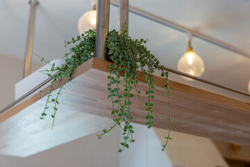 吊りシェルフに飾られたつる性観葉植物の室内インテリア