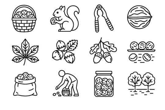 Leaf vector jar collecting nut gathering cluster walnut icon icons storage branch