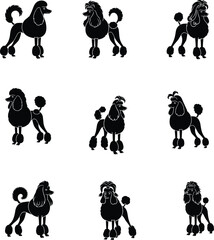 Elegant poodle dog silhouette collection showing multiple poses, grooming style details, pet illustration design, perfect for branding, patterns, decor, vector artwork