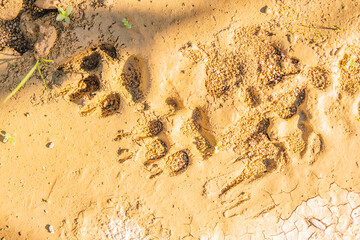 Footprints of a dog on fresh mud.