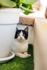 Black and white cat looking at camera