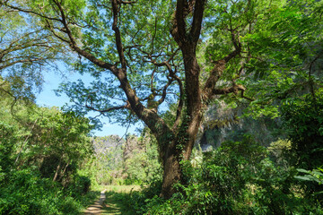 Sonniger Wanderweg unter riesigem tropischem Baum