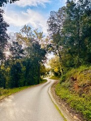 Sunlit Curvy Road Surrounded by Trees – Vertical Morning Scene