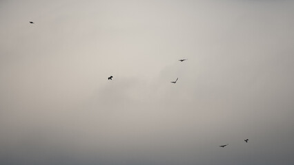 birds in the sky against a gray sky
