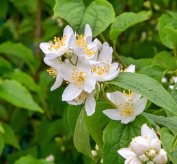 White Jasmine flowers close-up. Blooming jasmine shrub.