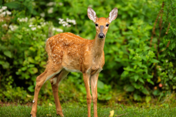 White-tailed deer fawn looking directly at the camera in the summer morning near Hartford, Wisconsin