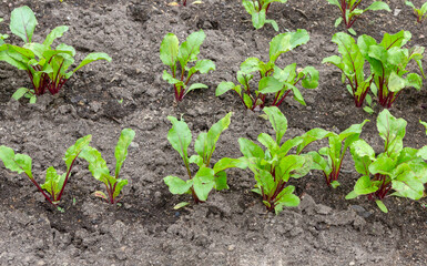 Growing beets. Field of Young beet sprouts.