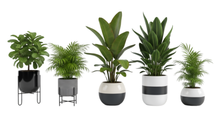 Assortment of Potted Houseplants in Modern Planters