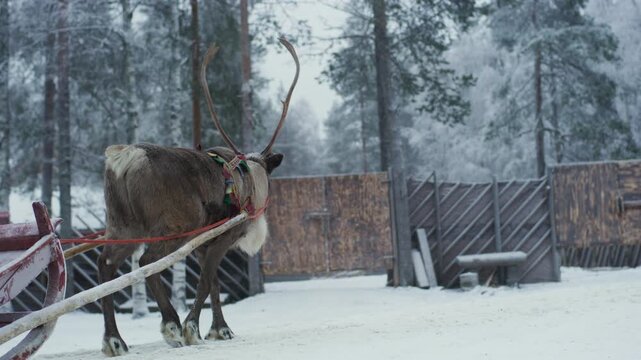A reindeer pulls a sled through the snow towards a makeshift wooden gate. Nature footage. High quality footage. 4K.
