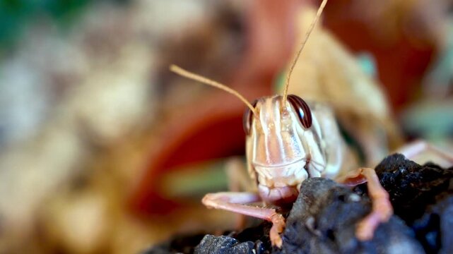Macro view of a grasshopper's head and antennae moving while the insect is eating something on a blurry background, showing its intricate details and fascinating wild behavior