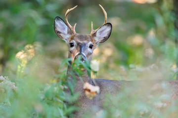 White-tailed buck in the woods near Hartford, Wisconsin in the early October morning, carefully observing the photographer