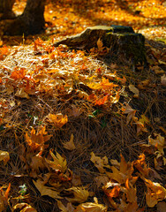 Autumn colored leaves and tree trunk in national park Platania, Cyprus