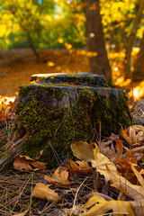 Tree stump and autumn colored leaves in national park Platania, Cyprus