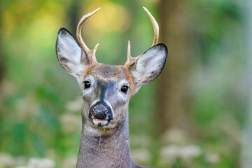 White-tailed buck in the woods near Hartford, Wisconsin in the early October morning, looking directly at the camera
