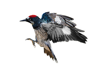 Acorn Woodpecker (Melanerpes formicivorus) Photo, in Flight on an Isolated Transparent PNG Background