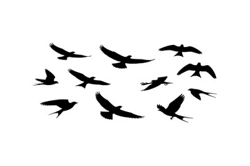 Fototapeta premium Flock of Flying Birds Silhouettes
