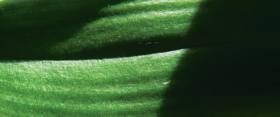 photo of green abstract background