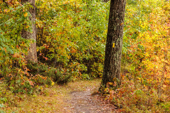 On the Ice Age National Scenic Trail, through the woodlands within the John Muir Memorial Park, Montello, Wisconsin in mid-October,, with the yellow marker on the tree indicating the trail.