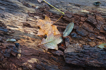 Letzte bunte Blätter im November bei Regen und Nebel im Wald, morbider Baumstamm