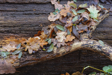 Letzte bunte Blätter im November bei Regen und Nebel im Wald, morbider Baumstamm