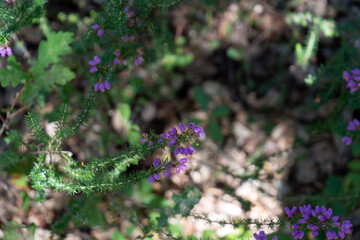 Bruyère en macro lors d’une balade au Courant d’Huchet
