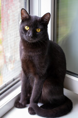 A sleek black cat sits elegantly on a white window sill next to a protective safety net. The domestic feline looks directly at the camera with bright yellow eyes